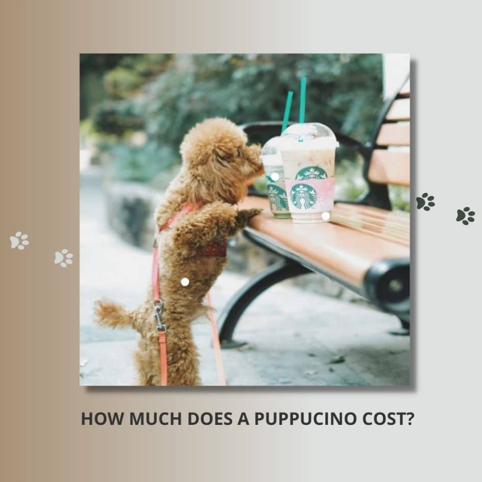 Puppuccino The Secret Menu Drink From Starbucks