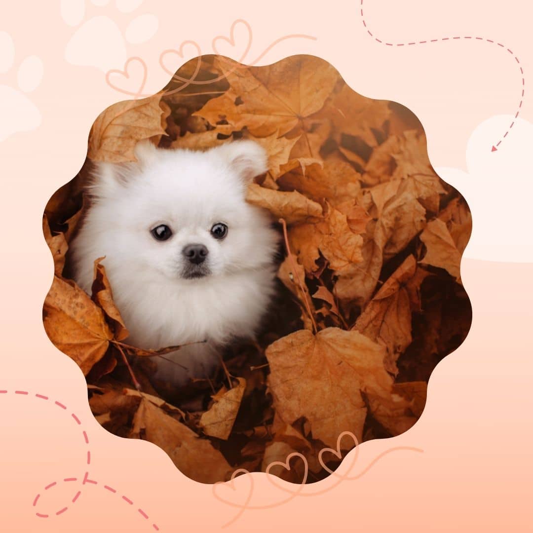 are pomeranians good dogs