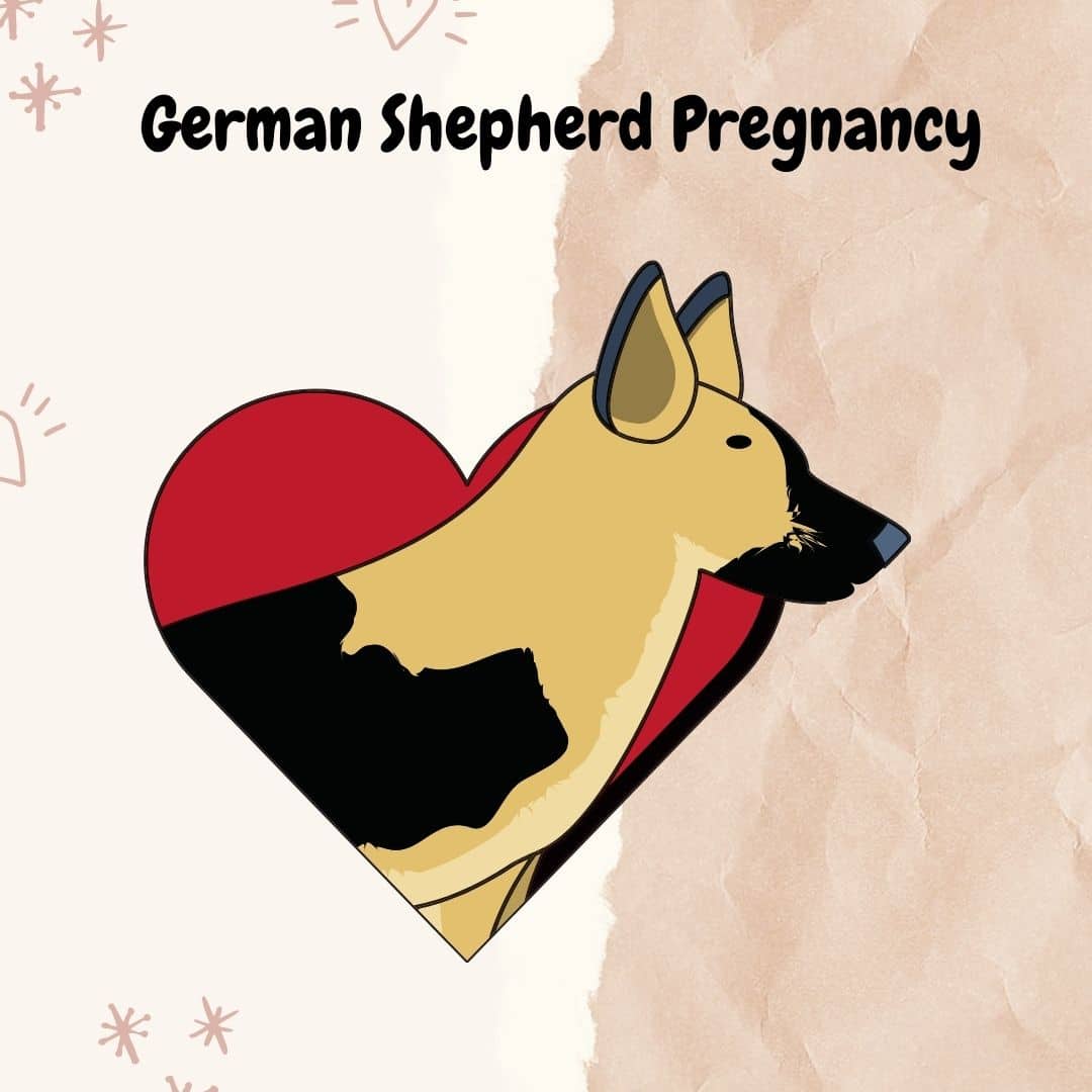 How long is a German Shepherd pregnant?