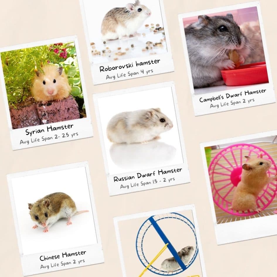Dwarf Hamster Lifespan - How Long Will Your Dwarf Hamster Live?