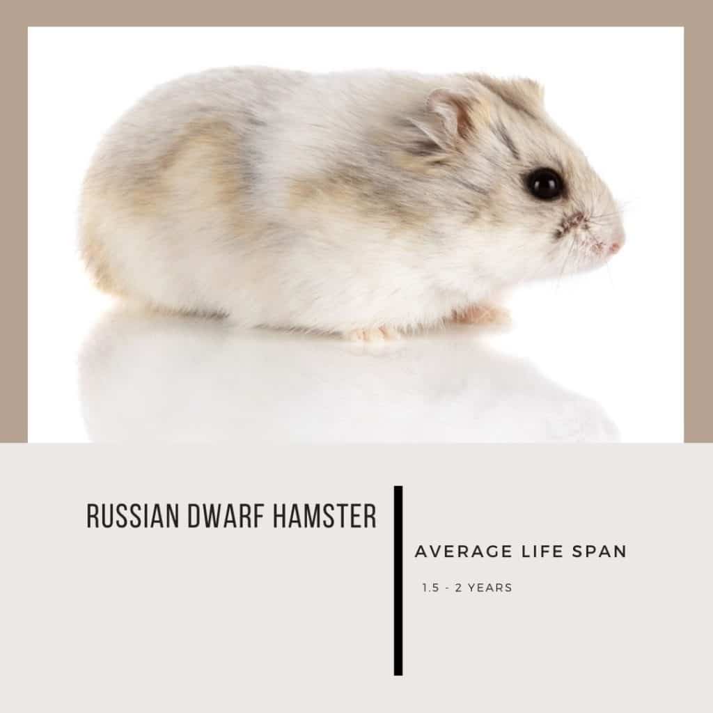 Average Lifespan of Hamster: The Ultimate Guide : r/CrowneeVlog