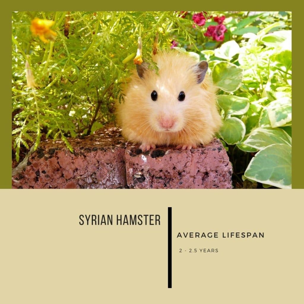 Discovering the Average Hamster Lifespan: Factors that Affect