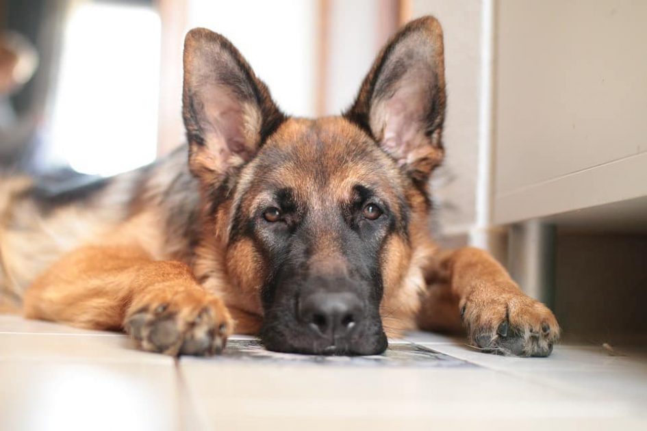 Everything You Need To Know About German Shepherd Pregnancy The Pets People