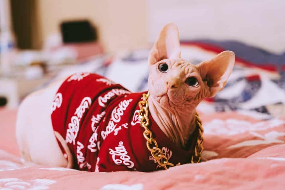 Caring For A Sphynx Cat All You Need To Know The Pets People