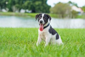 Tips to Potty Train Your Puppy