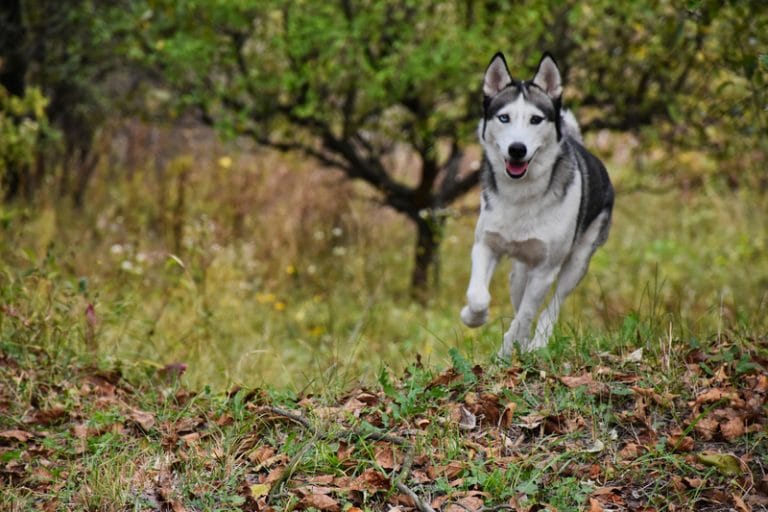 How Much Exercise Do Huskies Need?