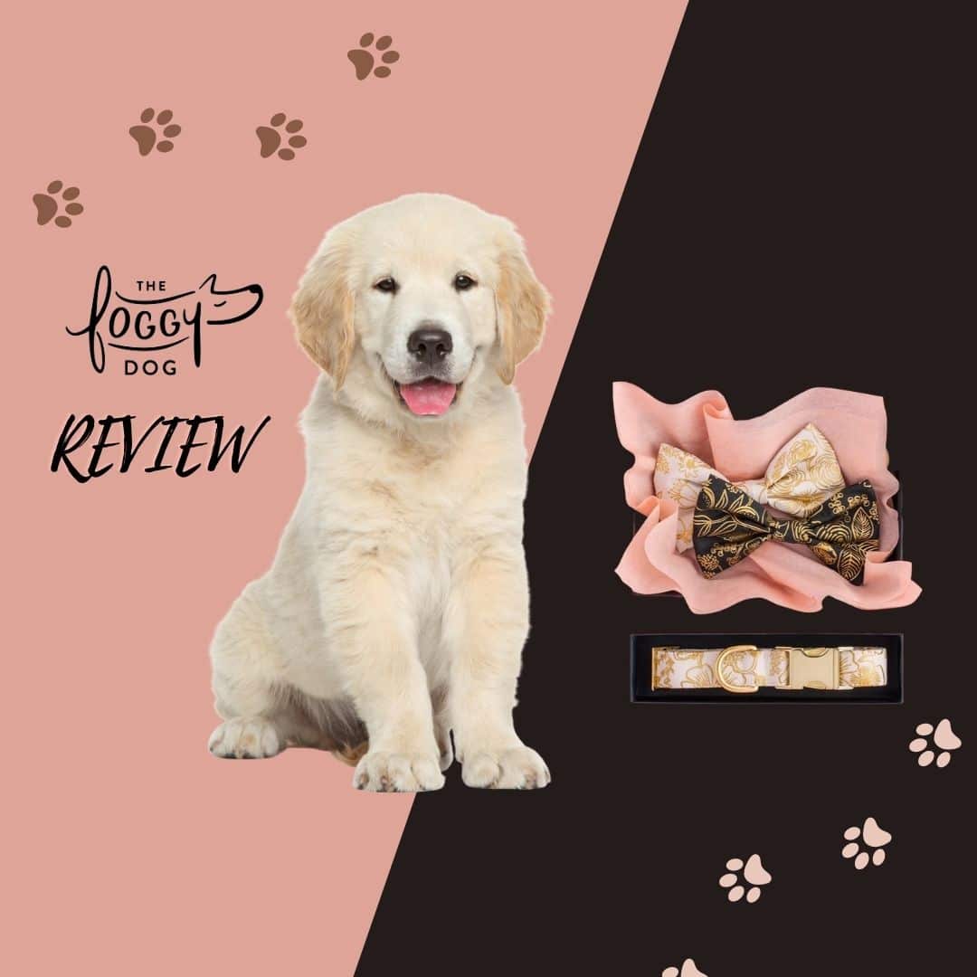 review-of-the-foggy-dog-pet-accessories-brand-specializing-in-dog