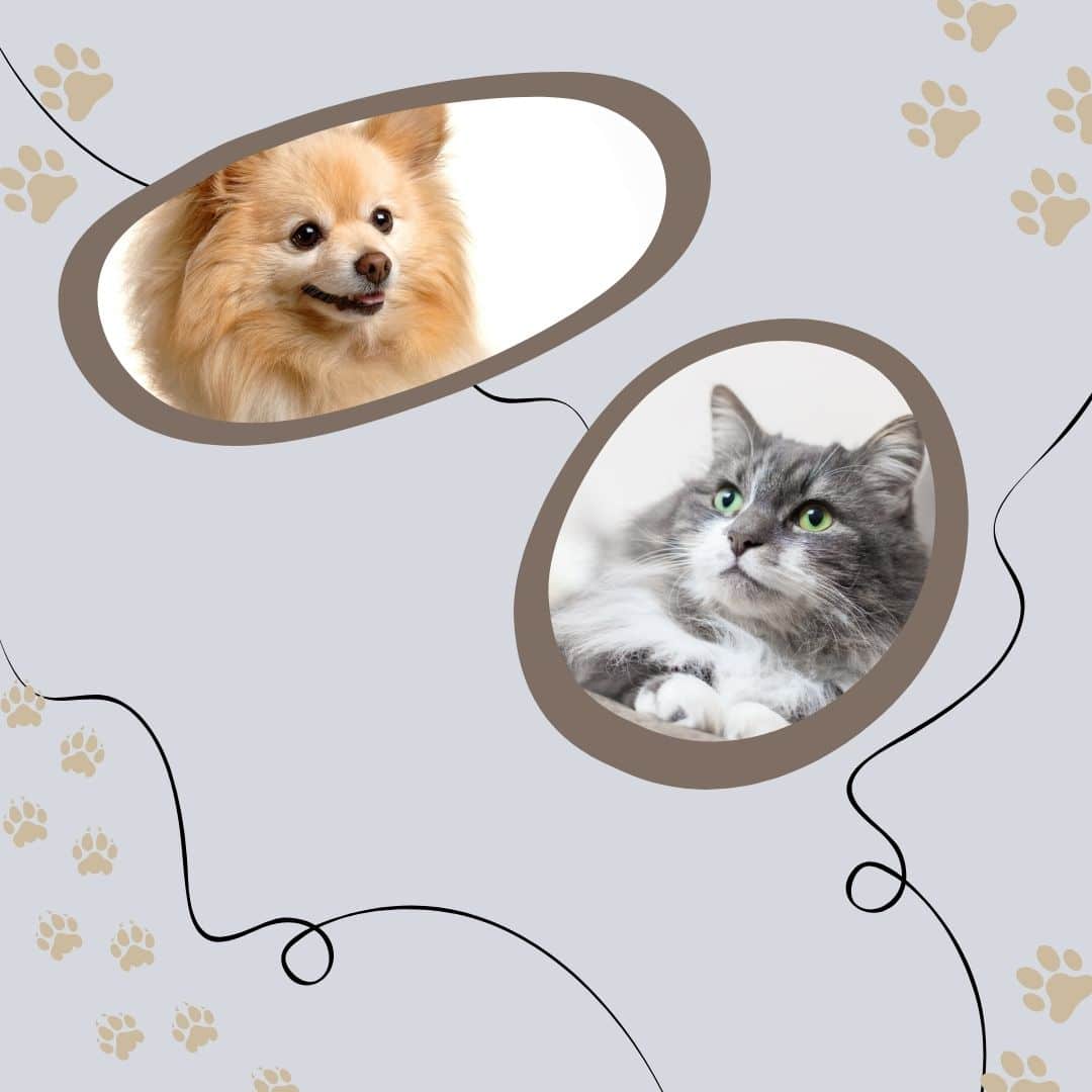 are pomeranian and cats good friends